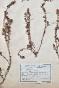 Botanical - 19th Herbarium Board - Dried plants - Primulaceae 43