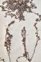 Botanical - 19th Herbarium Board - Dried plants - Primulaceae 43