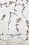 Botanical - 19th Herbarium Board - Dried plants - Primulaceae 44