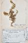 Botanical - 19th Herbarium Board - Dried plants - Moss 1