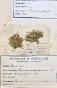 Botanical - 19th Herbarium Board - Dried plants - Moss 1