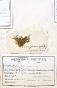 Botanical - 19th Herbarium Board - Dried plants - Moss 2