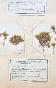 Botanical - 19th Herbarium Board - Dried plants - Moss 3