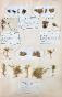 Botanical - 19th Herbarium Board - Dried plants - Moss 4