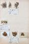 Botanical - 19th Herbarium Board - Dried plants - Moss 7