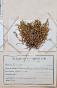 Botanical - 19th Herbarium Board - Dried plants - Moss 7