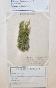 Botanical - 19th Herbarium Board - Dried plants - Moss 9