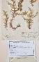Botanical - 19th Herbarium Board - Dried plants - Moss 9