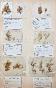 Botanical - 19th Herbarium Board - Dried plants - Moss 10