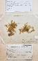 Botanical - 19th Herbarium Board - Dried plants - Moss 10
