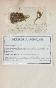 Botanical - 19th Herbarium Board - Dried plants - Moss 11