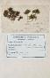Botanical - 19th Herbarium Board - Dried plants - Moss 11