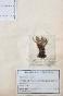 Botanical - 19th Herbarium Board - Dried plants - Moss 18