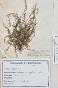 Botanical - 19th Herbarium Board - Dried plants - Moss 19