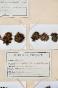 Botanical - 19th Herbarium Board - Dried plants - Moss 24