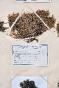 Botanical - 19th Herbarium Board - Dried plants - Moss 26