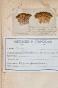 Botanical - 19th Herbarium Board - Dried plants - Moss 30