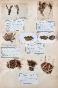 Botanical - 19th Herbarium Board - Dried plants - Moss 32