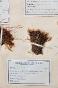 Botanical - 19th Herbarium Board - Dried plants - Moss 32