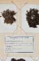 Botanical - 19th Herbarium Board - Dried plants - Moss 45