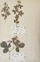 Botanical - 19th Herbarium Board - Dried plants - Rosaceae 16