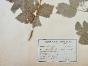 Botanical - 19th Herbarium Board - Dried plants - Rosaceae 15