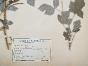 Botanical - 19th Herbarium Board - Dried plants - Rosaceae 17