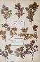 Botanical - 19th Herbarium Board - Dried plants - Rosaceae 18