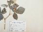 Botanical - 19th Herbarium Board - Dried plants - Rosaceae 16