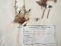 Botanical - 19th Herbarium Board - Dried plants - Rosaceae 24
