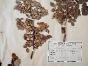 Botanical - 19th Herbarium Board - Dried plants - Rosaceae 21