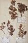 Botanical - 19th Herbarium Board - Dried plants - Rosaceae 21