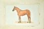 La Roche LAFFITTE - Original painting - Watercolor - Horse 1