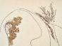Botanical - 19th Herbarium Board - Dried plants - Water chestnut