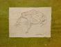 Auguste ROUBILLE - Original drawing - Pencil - Frog 2