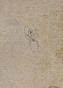 Auguste ROUBILLE - Original drawing - Pencil -Spider 2