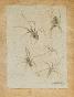 Auguste ROUBILLE - Original drawing - Pencil -Spider 3