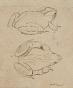 Auguste ROUBILLE - Original drawing - Pencil - Frog 5