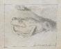 Auguste ROUBILLE - Original drawing - Pencil - Toad 2