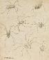 Auguste ROUBILLE - Original drawing - Pencil -Spider 6