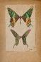 Auguste ROUBILLE - Original painting - Watercolor - Butterflies