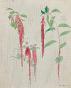 Auguste ROUBILLE - Original painting - Watercolor - Study of amaranth 2