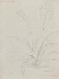 Auguste ROUBILLE - Original drawing - Pencil - Flower, Hermerocalle