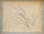 Auguste ROUBILLE - Original drawing - Pencil - Iris 2