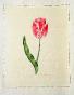 LA ROCHE LAFFITTE - Original painting - Watercolor - Tulip 6