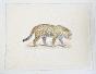 LA ROCHE LAFFITTE - Original painting - Watercolor - Cheetah 1