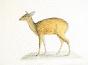LA ROCHE LAFFITTE - Original painting - Watercolor - Deer 2