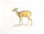 LA ROCHE LAFFITTE - Original painting - Watercolor - Deer 3