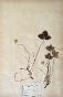 Botanical - 19th Herbarium Board - Dried plants - Ranunculaceae 17