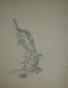 Micheline MEVEL ROUSSEL - Original drawing - Pencil - The tree